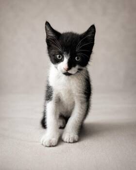 Domestic Short Hair Cats Available for Adoption in Miami, Florida - Pitt | PetCurious