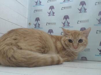 Domestic Short Hair Cats Available for Adoption in Orlando, Florida - RONNIE | PetCurious