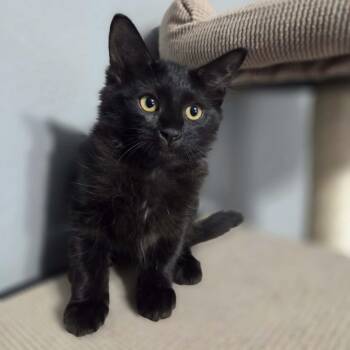UDI -  Domestic Medium Hair Cat for Adoption in Loveland, Colorado - UDI | PetCurious