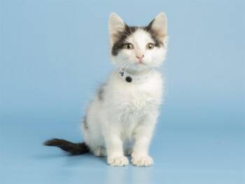 PHOEBE -  Domestic Short Hair Cat for Adoption in Phoenix, Arizona - PHOEBE | PetCurious