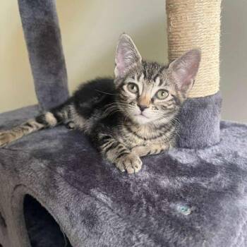 Sprilla -  Domestic Short Hair Cat for Adoption in Buffalo, New York - Sprilla | PetCurious
