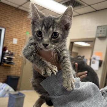 Domestic Short Hair Cats Available for Adoption in Birmingham, Alabama - Waffles | PetCurious