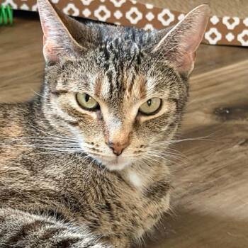 Domestic Short Hair Cats Available for Adoption in Jarrettsville, Maryland - Trix | PetCurious