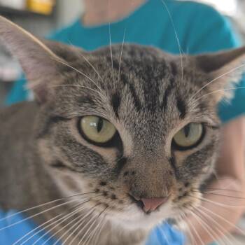 Amy -  Domestic Short Hair Cat for Adoption in Chapel Hill, North Carolina - Amy | PetCurious
