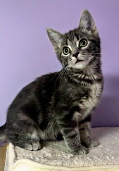 Rescue Domestic Short Hair Cats for Adoption in Pittsburgh, Pennsylvania - Mira | PetCurious