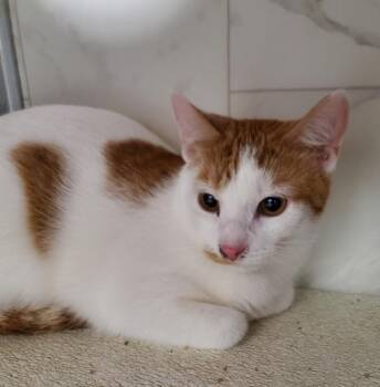 Rambo & Cowie(declawed) -  Domestic Short Hair Cat for Adoption in Rockford, Illinois - Rambo & Cowie(declawed) | PetCurious
