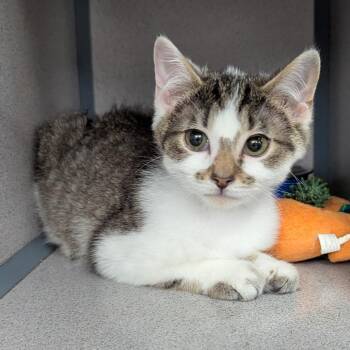 Teor -  Domestic Short Hair Cat for Adoption in Evansville, Indiana - Teor | PetCurious