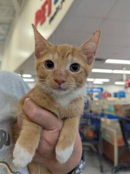 Chester -  Domestic Short Hair Cat for Adoption in Ruskin, Florida - Chester | PetCurious
