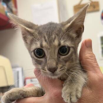 Joon -  Domestic Short Hair Cat for Adoption in Birmingham, Alabama - Joon | PetCurious