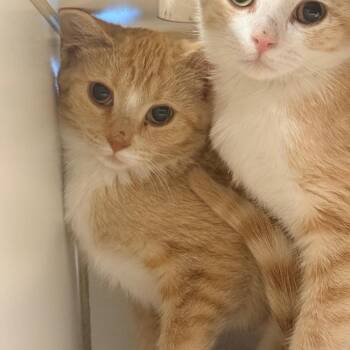 Pumpkin Spice Latte -  Domestic Short Hair Cat for Adoption in Cheyenne, Wyoming - Pumpkin Spice Latte | PetCurious