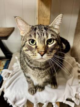 Carara / Raja -  Domestic Short Hair Cat for Adoption in Papillion, Nebraska - Carara / Raja | PetCurious