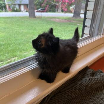 Hermit -  Domestic Short Hair Cat for Adoption in Lynchburg, Virginia - Hermit | PetCurious