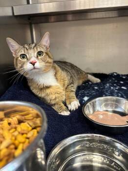 Tippy -  Domestic Short Hair Cat for Adoption in Liverpool, New York - Tippy | PetCurious