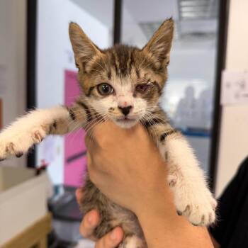 Orville 13 -  Domestic Short Hair Cat for Adoption in Austin, Texas - Orville 13 | PetCurious