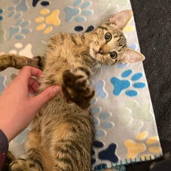 Thumbelina -  Domestic Short Hair Cat for Adoption in Austin, Texas - Thumbelina | PetCurious