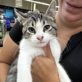 Chipmunk -  Domestic Short Hair Cat for Adoption in Powdersville, South Carolina - Chipmunk | PetCurious