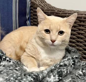 Domestic Short Hair Cats Available for Adoption in Bolivia, North Carolina - Topaz | PetCurious