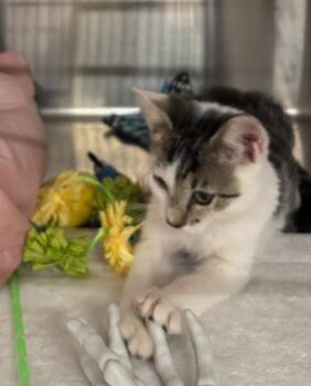 Tobias -  Domestic Short Hair Cat for Adoption in PORT WENTWRTH, Georgia - Tobias | PetCurious