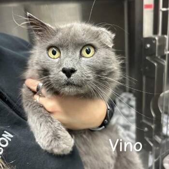 Vino -  Domestic Long Hair Cat for Adoption in Buffalo, Minnesota - Vino | PetCurious