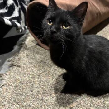 Domestic Short Hair Cats Available for Adoption in Hudsonville, Michigan - Burdock | PetCurious