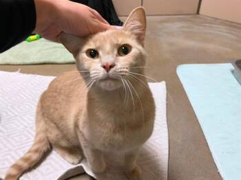 RIVER -  Domestic Short Hair Cat for Adoption in Fort Wayne, Indiana - RIVER | PetCurious