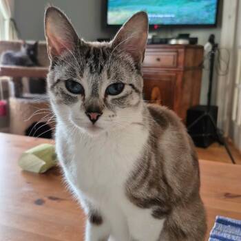 Bailey -  Domestic Short Hair and Siamese Cat for Adoption in Guelph, Ontario - Bailey | PetCurious