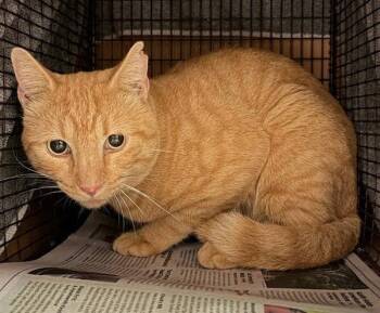 Ron -  Domestic Short Hair Cat for Adoption in Austin, Texas - Ron | PetCurious