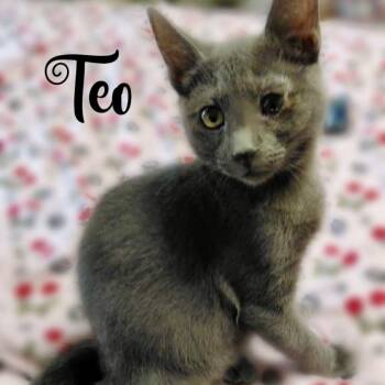 Teodoro -  Domestic Short Hair Cat for Adoption in Liverpool, Texas - Teodoro | PetCurious