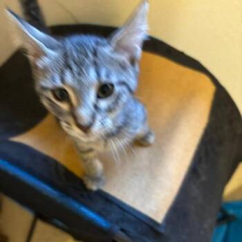 Celine -  Domestic Short Hair Cat for Adoption in League City, Texas - Celine | PetCurious