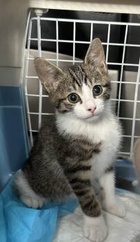 Tabby and Domestic Short Hair Cats Available for Adoption in Edmond, Oklahoma - Winston | PetCurious
