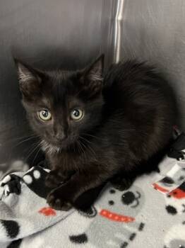 Rescue Domestic Short Hair Cats for Adoption in Houston, Texas - Clove | PetCurious