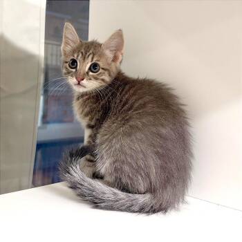 Ponyo -  Domestic Short Hair Cat for Adoption in League City, Texas - Ponyo | PetCurious