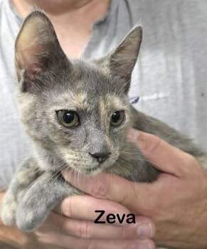Zeva -  Domestic Short Hair Cat for Adoption in Seven Valleys, Pennsylvania - Zeva | PetCurious