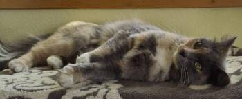 Domestic Medium Hair Cats Available for Adoption in Battle Ground, Washington - Michee | PetCurious