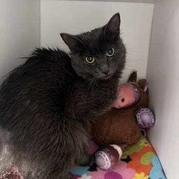 Marina -  Domestic Medium Hair Cat for Adoption in Kanab, Utah - Marina | PetCurious