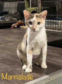 Rescue Domestic Short Hair Cats for Adoption in Cairo, Georgia - Marmalade | PetCurious