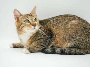 Brooklyn -  Domestic Short Hair Cat for Adoption in Bowling Green, Kentucky - Brooklyn | PetCurious
