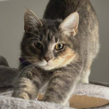 Sophie -  Domestic Short Hair Cat for Adoption in Chapel Hill, North Carolina - Sophie | PetCurious