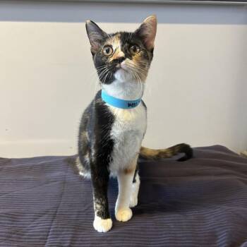Winnie -  Domestic Short Hair Cat for Adoption in San Gabriel, California - Winnie | PetCurious