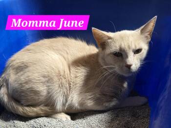 Momma June -  American Shorthair Cat for Adoption in Buena Vista, Virginia - Momma June | PetCurious