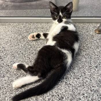 Yuri -  Domestic Short Hair Cat for Adoption in Monroe, Michigan - Yuri | PetCurious