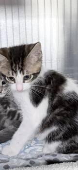 Forrest -  Domestic Short Hair Cat for Adoption in Venice, Florida - Forrest | PetCurious