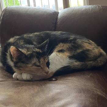Domestic Short Hair Cats Available for Adoption in Candler, North Carolina - Savvy | PetCurious