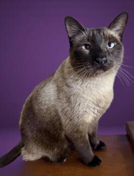 Siamese Cats Available for Adoption in Springfield, Missouri - Terry Jeffords | PetCurious
