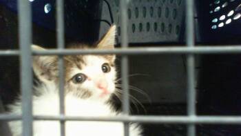 MINNIU -  Domestic Short Hair Cat for Adoption in Charlotte, North Carolina - MINNIU | PetCurious