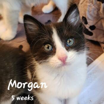 Morgan -  Tuxedo Cat for Adoption in Magnolia, Texas - Morgan | PetCurious