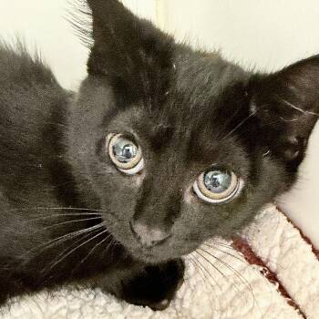 Laura -  Domestic Short Hair Cat Available for Adoption in Oakland, California - Laura | PetCurious