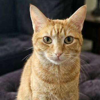 Domestic Short Hair Cats Available for Adoption - Calliope | PetCurious