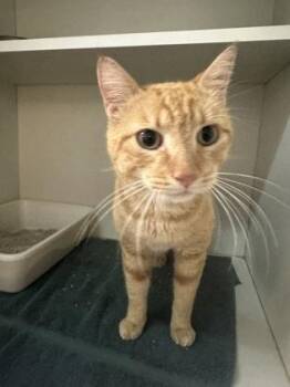 Snuffy -  Domestic Short Hair Cat for Adoption in Palm Coast, Florida - Snuffy | PetCurious