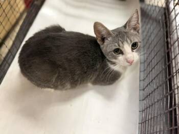 GLADIS -  Domestic Short Hair Cat for Adoption in Doral, Florida - GLADIS | PetCurious